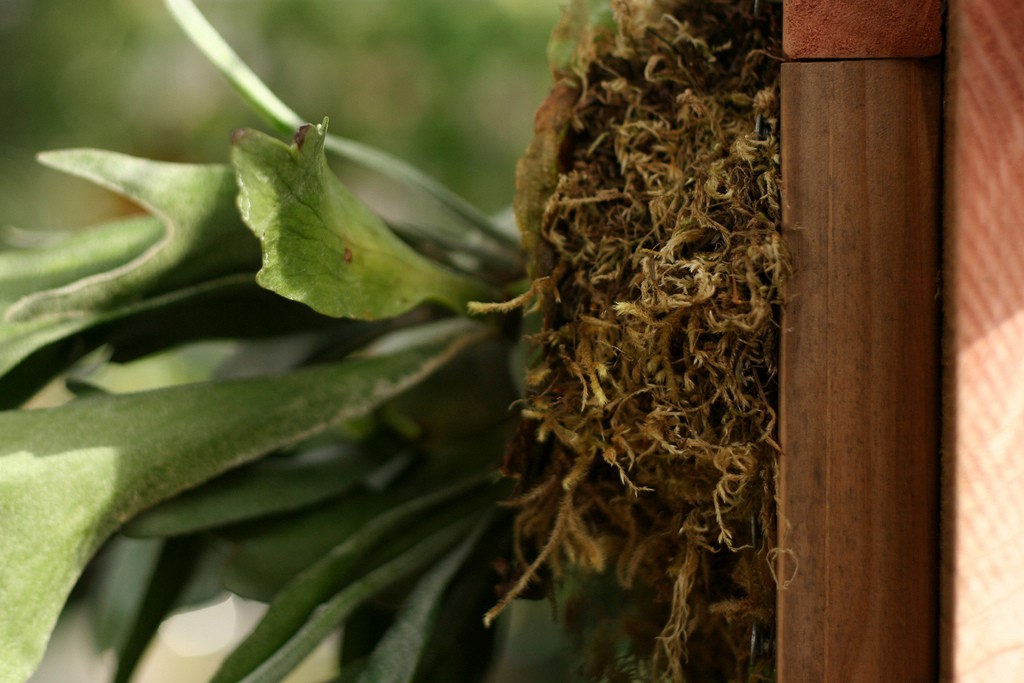 photo credit: staghorn fern mount via photopin (license)