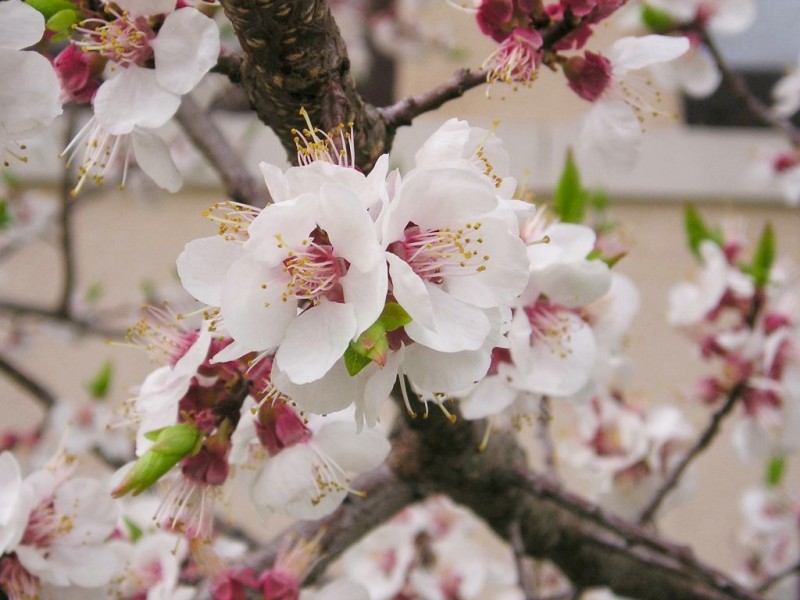 photo credit: Mandelbaum (Prunus dulcis) via photopin (license)