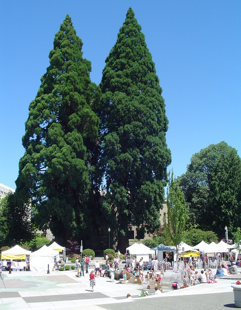 photo credit: Two Giant Sequoia Trees, Hillsboro, Oregon via photopin (license)