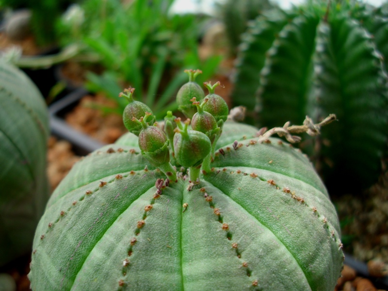 photo credit: Euphorbia obesa Hook.f. via photopin (license)