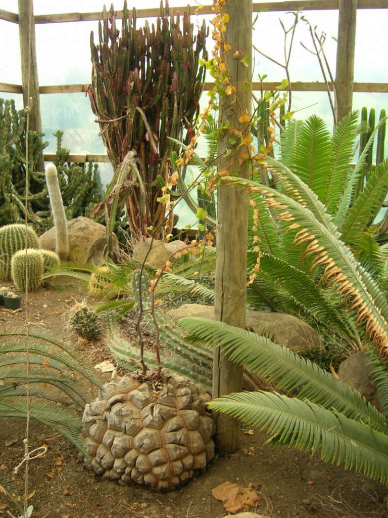 photo credit: In the greenhouse - Paloma gardens via photopin (license)
