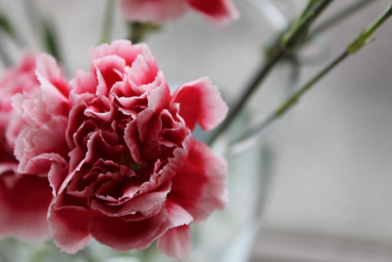 photo credit: Carnation close up via photopin (license)