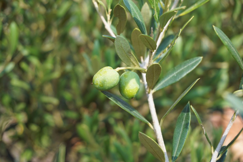 olives-1648883_1920