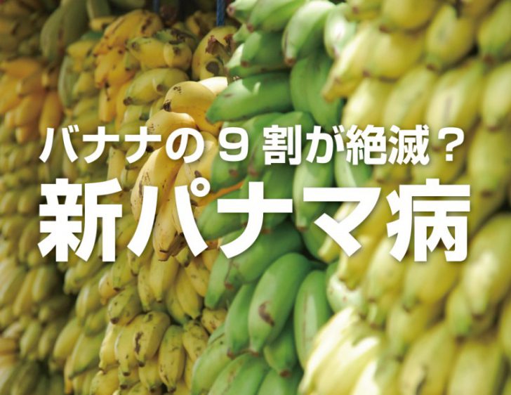 嘘でしょ？バナナが食べられなくなる！？この頃耳にする『新パナマ病』って何なの？？ | ボタニカログ